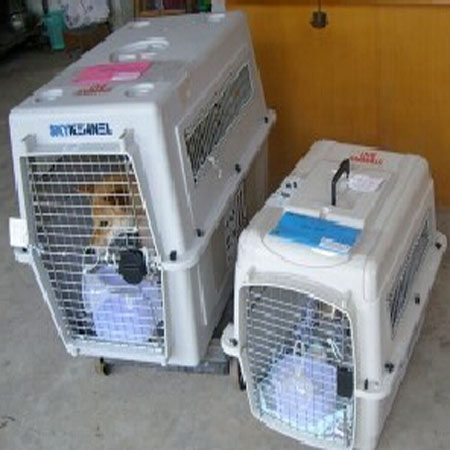 寵物空運有哪些流程呢